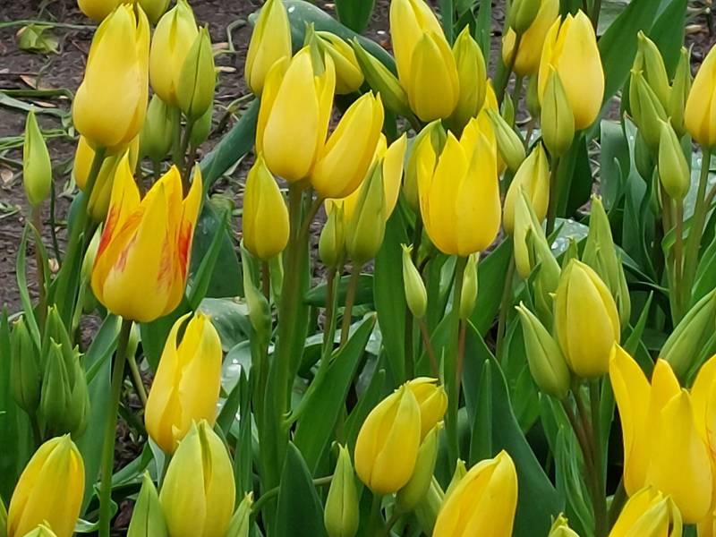 Strandurlaub Callantsoog LekkerNaarZee